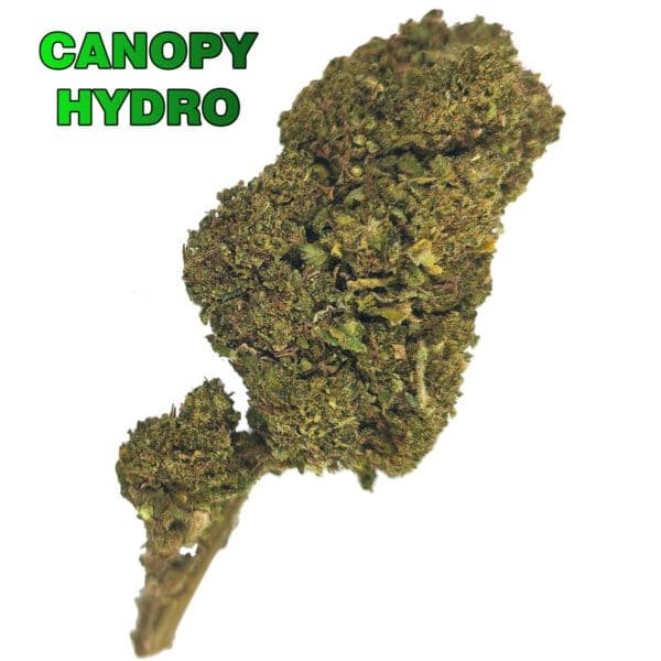 Fleur de CBD Canopy Hydro Indoor | Boutique en ligne de produits à base de CBD | R CBD STORE vous livre en France entière et en Belgique