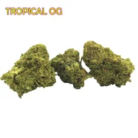 TROPICAL OG INDOOR HYDRO - R CBD STORE | Vente en ligne de produits à base de CBD de qualité