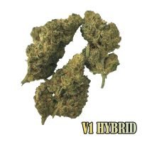 V1 HYBRID INDOOR PREMIUM - R CBD STORE | Vente en ligne de produits à base de CBD de qualité